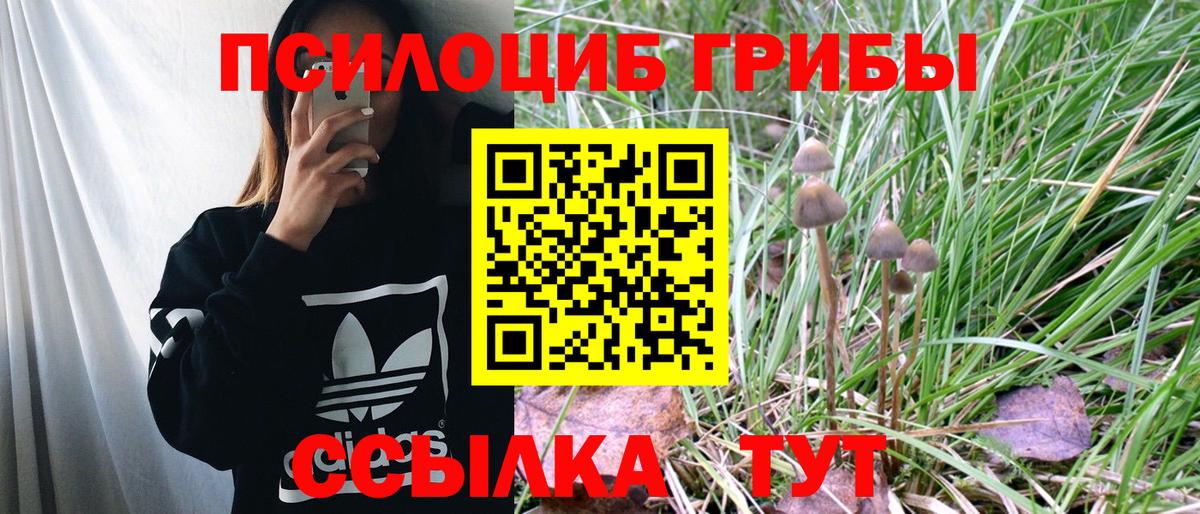 купить наркотики цена  Новодвинск  Псилоцибиновые грибы Magic Shrooms  Галлюциногенные грибы Cubensis 
